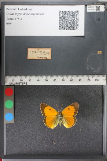 Media type: image;   Entomology 118782